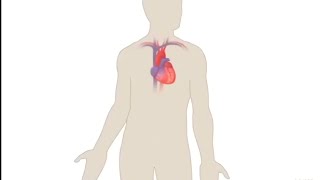 Sistem Sirkulasi Kardiovaskular