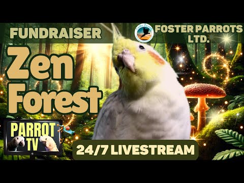 Zen Forest Bird Room Calm Your Parrot Cozy Nature Sounds Meditation Music Parrot Rescue Fundraiser