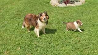 Sheltie Puppies For Sale
