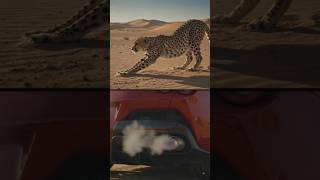 #naturedocumentary #CheetahVsFerrari #dragrace #shorts #viralvideo
