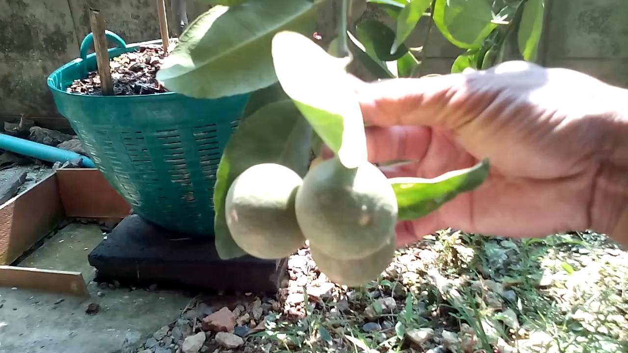 มะนาวแต่งกิ่งตัดยอดเคล็ดไม่ลับ คุณอย่ามองข้ามพี่นา