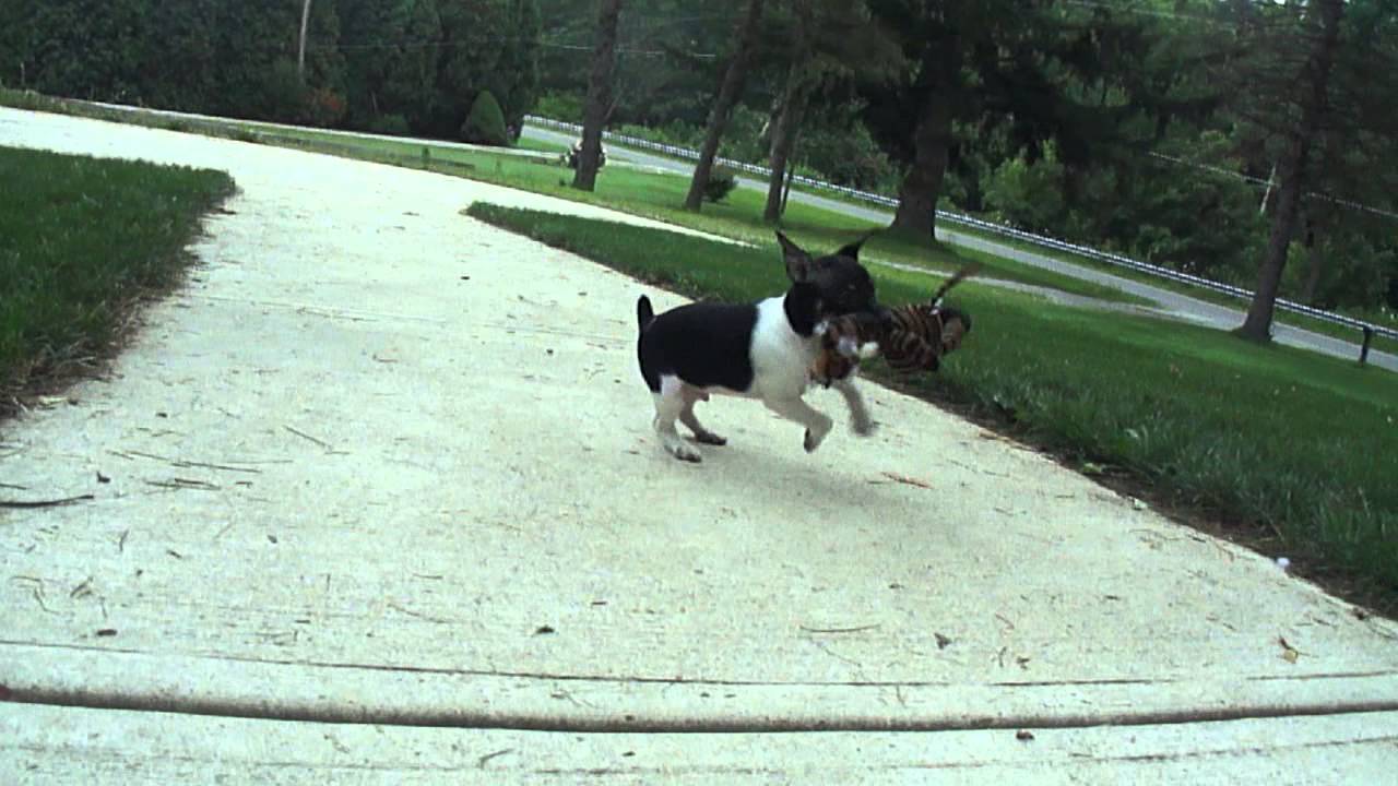 Ratitatt Jasper 9weeks 014