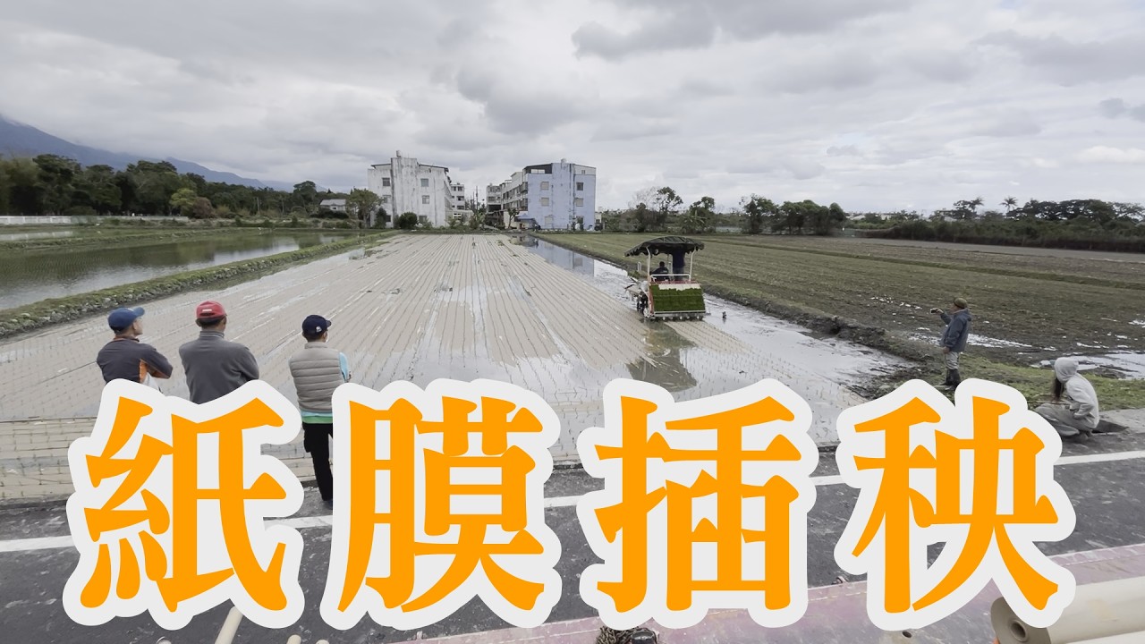紙膜插秧全紀錄！整地、水位、補秧一次看懂｜#紙膜插秧 #自然農法 #有機 #抑草技術 #友善耕作 #水稻 #高雄147 #三菱LKE60AD