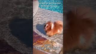 Have you met Bowie, the turbo water Pom in person?