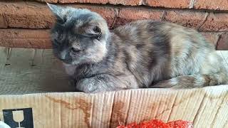 Субботний день