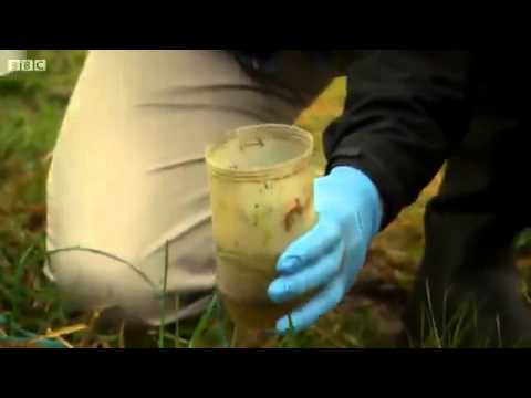 herpetology science olympiad test Great Crested Newts on Britain's Big Wildlife Revival (2013)