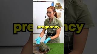 Women Could Make Frogs Pregnant...?!