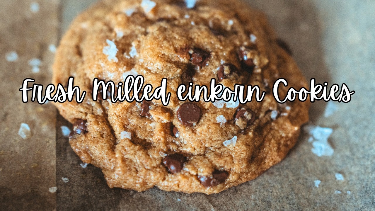 fresh-milled-einkorn-flour-makes-the-best-chocolate-chip-cookies-step