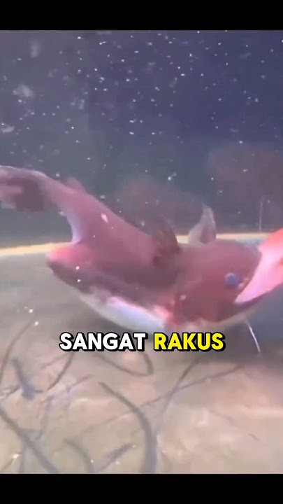 Very Greedy Fish #shorts #catfish