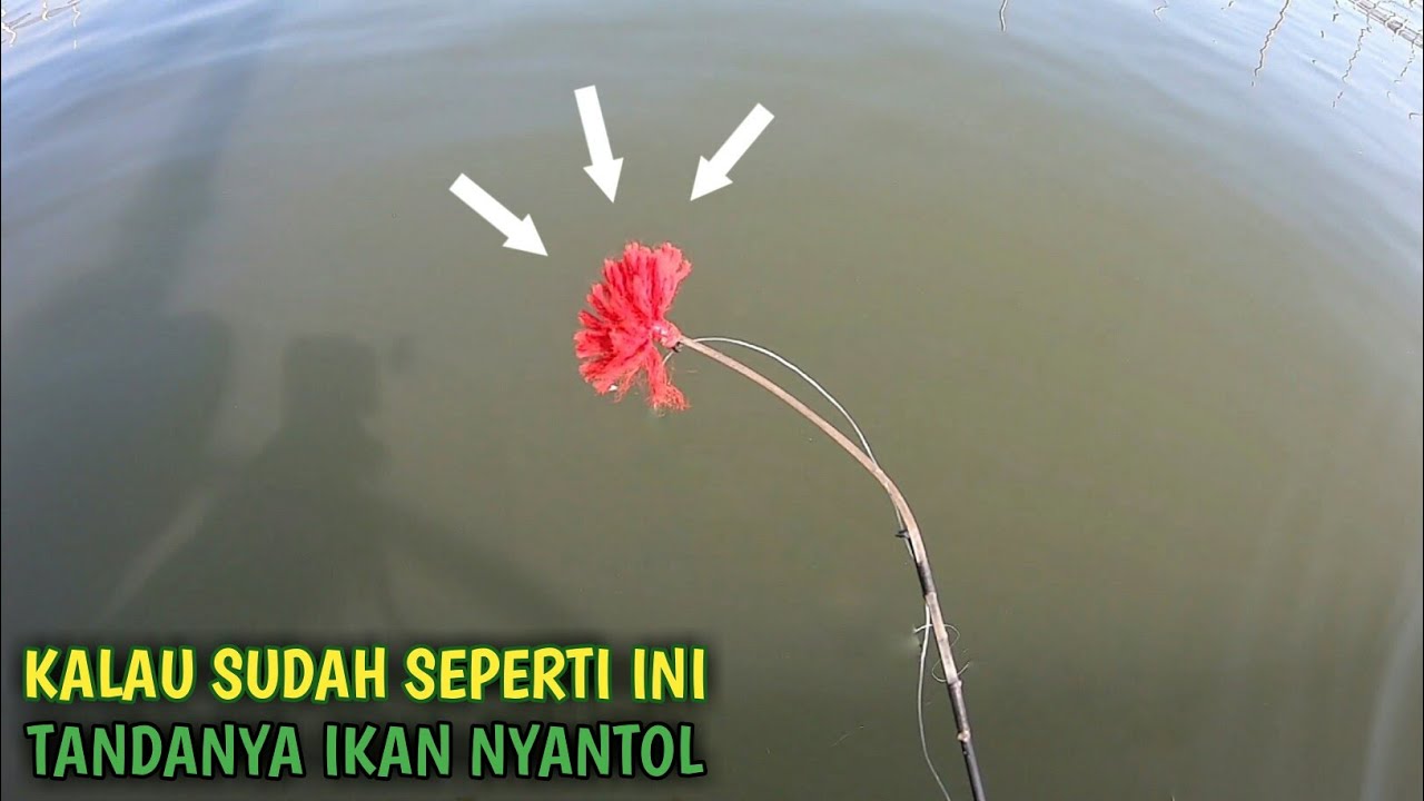 Bikin Geregetan Pancing Belanak Teknik Dasaran