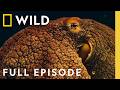 Investigating The Lives Of Octopuses Full Episode Man Vs Octopus Nat Geo Animals