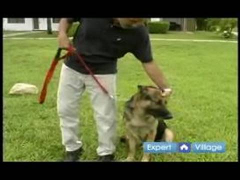 Basic Dog Training Techniques : Heel Command in Dog Obedience Training - YouTube