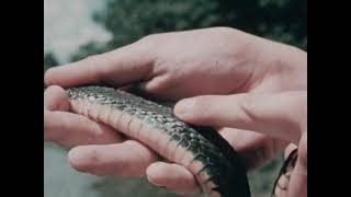 The Vertebrates : Reptiles And Their Characteristics (1985, 2nd Ed)