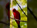 SUARA BURUNG FINCH SCARLET MERAH DI HUTAN #nature #birds #birdsounds #burung  #suaraburung