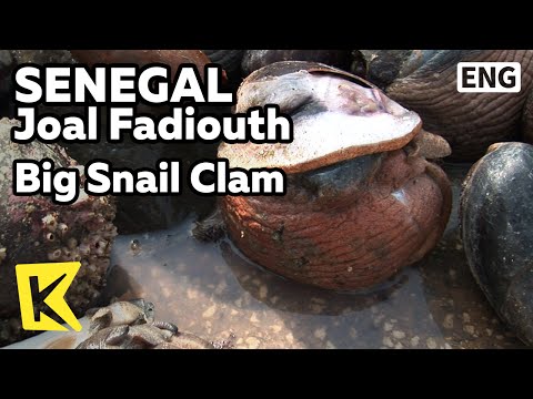 【K】Senegal Travel-Joal Fadiouth[세네갈 여행-조알파디우트]큰 달팽이 조개/Big Snail Clam/Conch/Fishing Village/Port