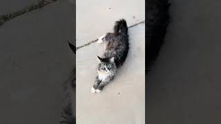 Sunsets and Sunrises in Utah. Cats as Security. #itah #cat #cats