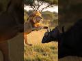 "Dangerous Battle! 😱 Lion vs Buffalo 🔥 Intense Jungle Clash | King vs Power 💥"