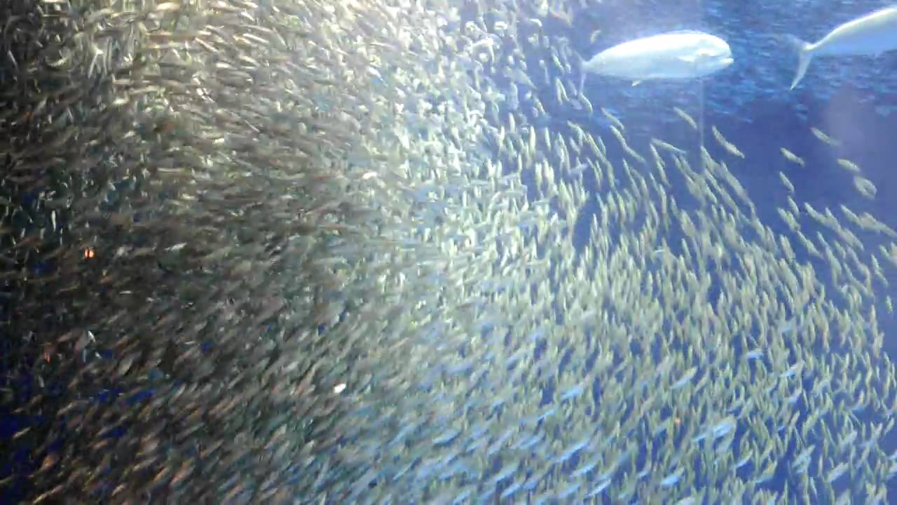 平和ボケしたマイワシに喝 マグロ軍団を投入へ 名古屋港水族館 カラパイア