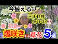 【知らなきゃ損！】秋〜初冬に植えれば、春に“花まみれ”になる神花5選🖐️/ 手間なし＆こぼれ種で増える🌸春を待たずに植えることで、3〜5倍の花付き？！😳/ 初心者さんでも爆咲きできる【ガーデニング】