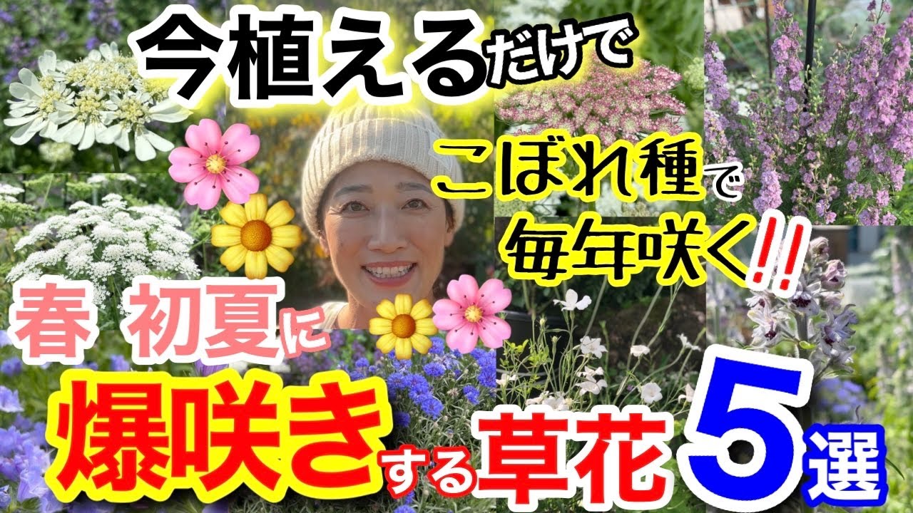 【知らなきゃ損！】秋〜初冬に植えれば、春に“花まみれ”になる神花5選🖐️/ 手間なし＆こぼれ種で増える🌸春を待たずに植えることで、3〜5倍の花付き？！😳/ 初心者さんでも爆咲きできる【ガーデニング】