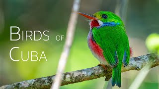 Chasing Endemic Avifauna: A 24hour Birding Adventure | Birds of Cuba