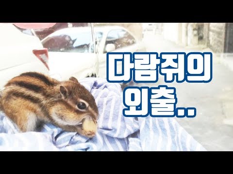 동물병원에 간 다람쥐 (<strong>동물병원에서</strong> 만난 동물 친구들?)