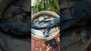 ഇന്നത്തെ ലഞ്ച് തയ്യാർ Kerala lunch preparation #lunch #easycooking #homevlog #karimeenfry #meencurry