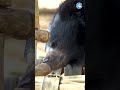 AMAZING UPDATE - Millie The Sloth Bear!