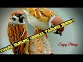 Satu Jam Suara Burung Gereja Tarung Jernih Plus Jeda Omkicau(.mp3 .mp4) Mp3 - Mp4 Download