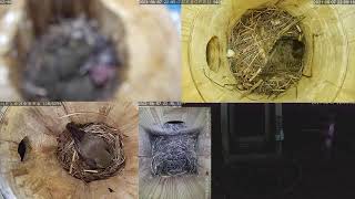 Онлайн-трансляция из гнезд птиц  7.06.2021 года.  город Калуга