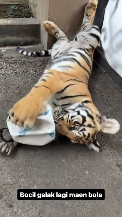 Gak ada 30 detik langsung kempes 🤣 #teona #alshadahmad