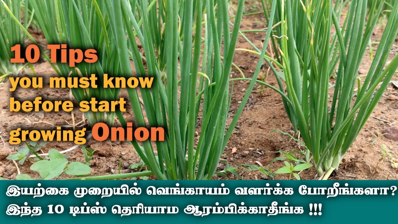 இயற்கை முறையில் வெங்காயம் வளர்க்க போறீங்களா? இந்த 10 டிப்ஸ் தெரியாம ஆரம்பிக்காதீங்க !!!