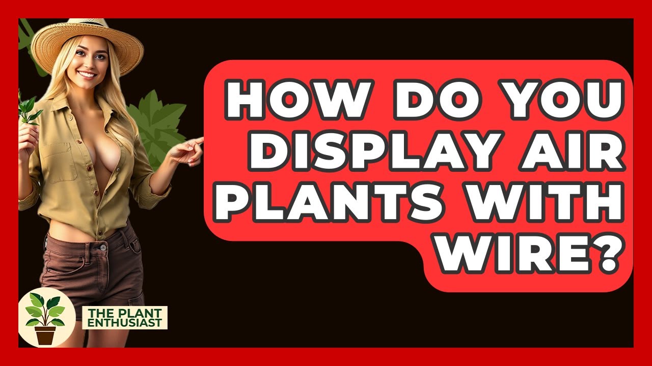 How Do You Display Air Plants With Wire? - The Plant Enthusiast