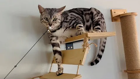 Video 5314921: snow lynx bengal, gorgeous silver bengal, cute kitty
