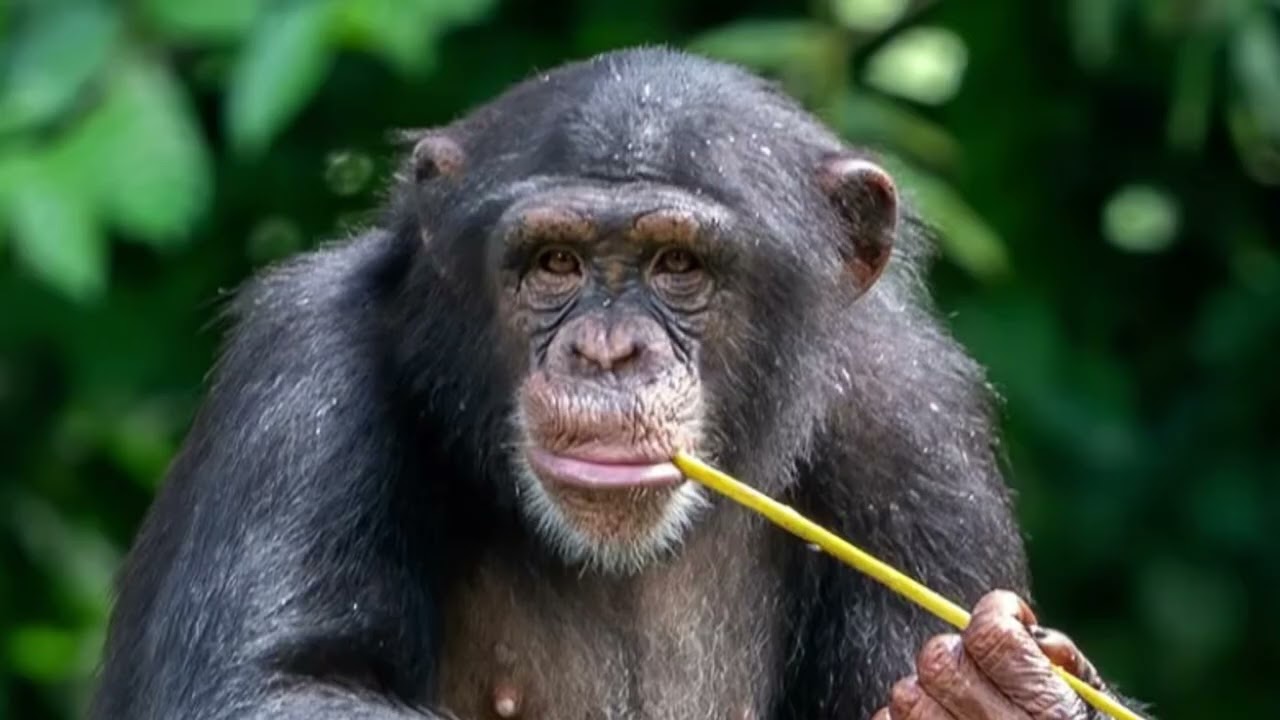 Dramatic Central Chimpanzee