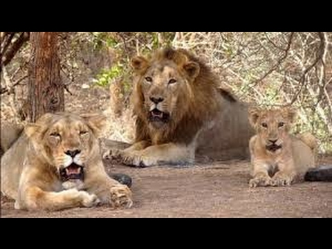 Sher Ka Shikar Funny & Best Comedy, Nice Jokes in Hindi at BTS ...