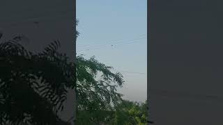 Dove Hunting With Artemis P15 Air Gun