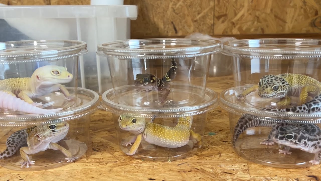 カメラ目線かわいすぎる爬虫類達の大掃除と床材交換していく