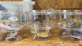 カメラ目線かわいすぎる爬虫類達の大掃除と床材交換していく