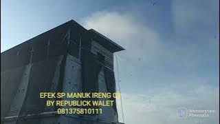 EFEK SP MANUK IRENG 02 DI PAGI HARI, DI DAERAH PAKAN WALET TENGAH KEBUN SAWIT ROKAN HILIR RIAU