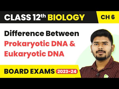 Prokaryotic DNA اور Eukaryotic DNA کے درمیان فرق - وراثت کی مالیکیولر بنیاد | کلاس 12
