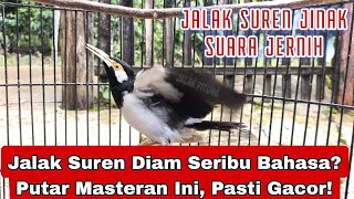 Download Lagu Cukup 10 Menit Dengarkan Suara Jalak Suren Ini Menembak Terus Menerus! Suara Masteran Paling Sadis MP3 Download Lagu Cukup 10 Menit Dengarkan Suara Jalak Suren Ini Menembak Terus Menerus! Suara Masteran Paling Sadis MP3