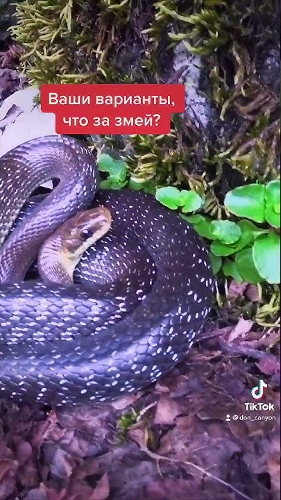 Змеи сочи фото