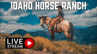 Details Peaceful Morning With The Oregon Mustangs (LIVESTREAM!) Update