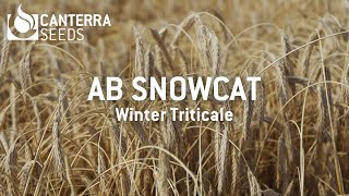 AB Snowcat - Winter Triticale, in Alberta