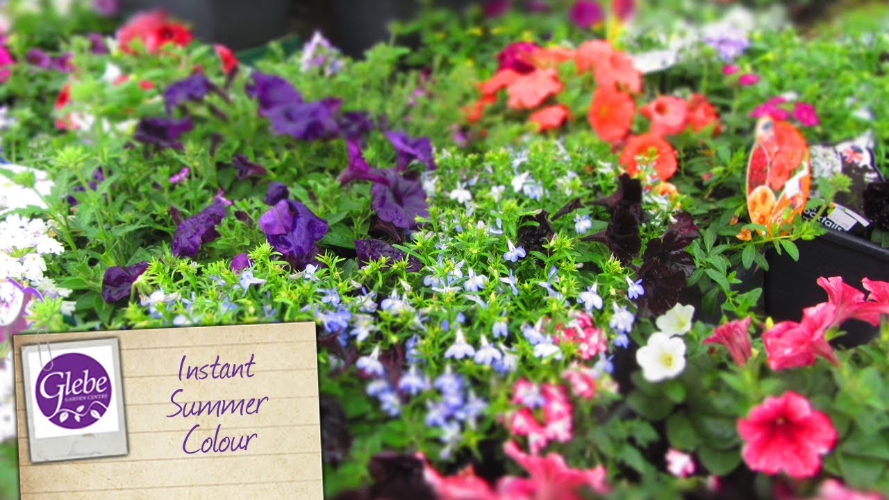 Instant summer colour Glebe Garden Centre Leicester YouTube