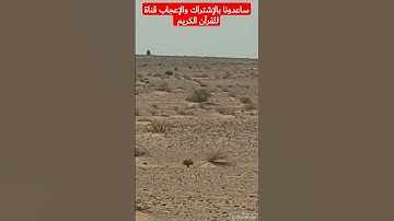 هاوي الخرجات الصحراوية قناة 2 /مقطع خاشع ومبكي للقارئ الفريد الشيخ عبد الباسط عبد الصمد رحمه الله😭😭😭