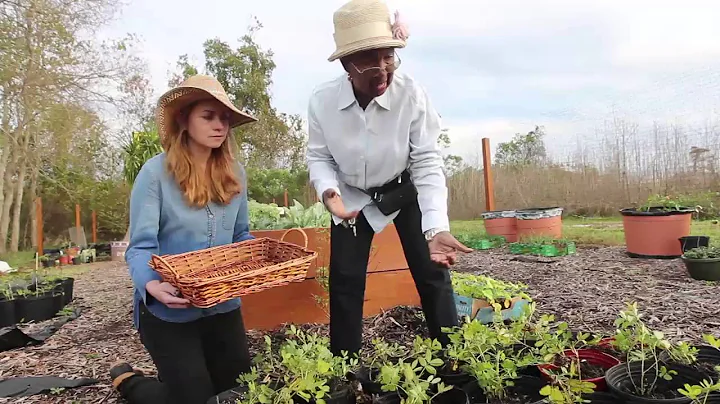Gardener Jeanette Bell talks about growing peanuts...