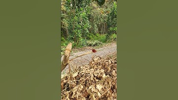 Trở về tuổi thơ rình bắt chuồn chuồn mà không được kaka