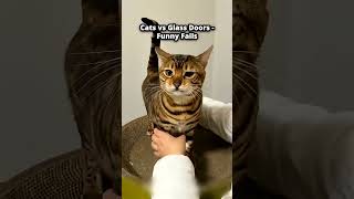 Top 5 Cat Fails of the Day Cats vs Glass Doors - Funny Fails #3 😂